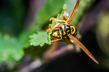 hornet 61