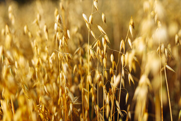 Ripe golden ears of oats on the field at sunset. Selective focus. Small depth of field.