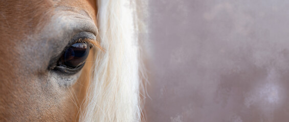 A beautiful horse with a white mane. Banner background