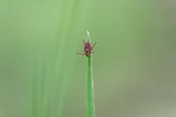 Tique sur brun d'herbe