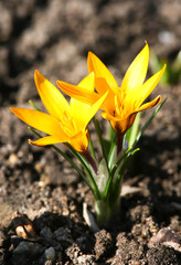 Crocus is one of the first plants to bloom in the spring in the garden