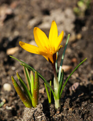 Crocus is one of the first plants to bloom in the spring in the garden