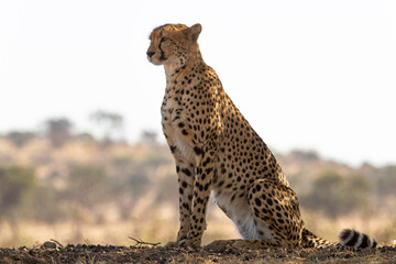 Cheetah sitting on the ground looking into the distance