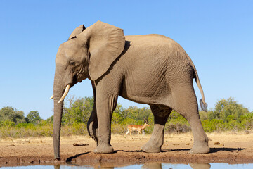 Side profile of an adult Elephant with an Impala behind it