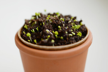 Pot de plantes en croissance