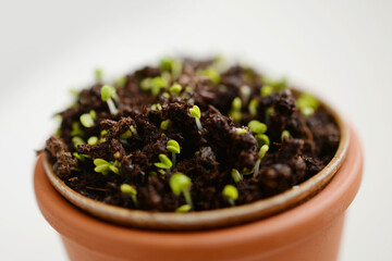 Pot de plantes en croissance