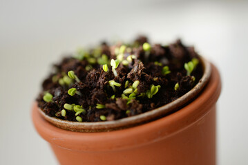 Pot de plantes en croissance