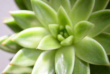 Obraz premium Plante grasse
