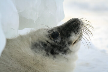 Baby of a gray seal hidden under the ice on the beach.