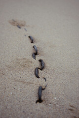 Fototapeta na wymiar Erquy plage chaîne dans le sable