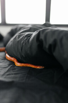 small, beautiful snake at home, in bed