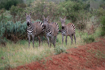 Fototapeta na wymiar Zebras in einem afrikanischen Nationalpark 