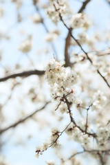 Natural background, spring, flowering trees. apricot. spring flowers.