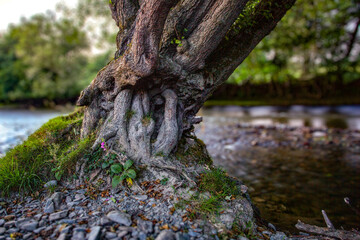 Tree by River Severn