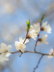 Natural background, spring, flowering trees. apricot. spring flowers.