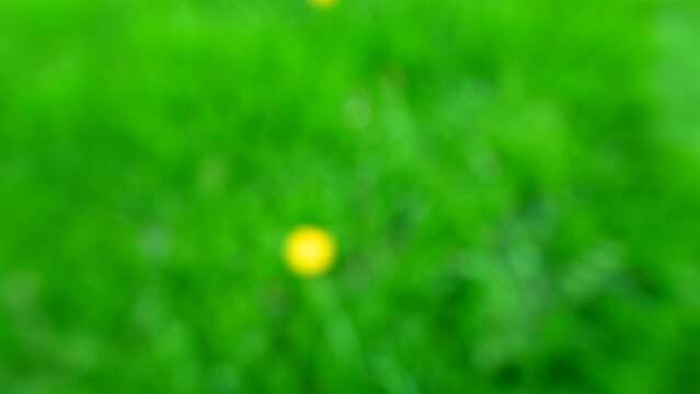 Dandelion  in lawn camera dolly close-up