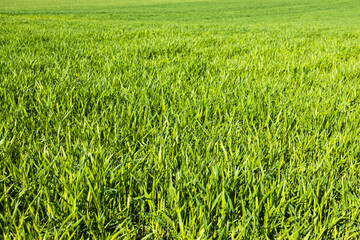 Green lawn freshly grass texture background
