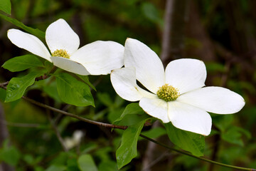 Pacific Dogwood White Blossoms 02 © C Vincent Ferguson