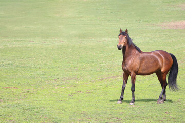 A beautiful brown horse grazing in the field. Copy space.