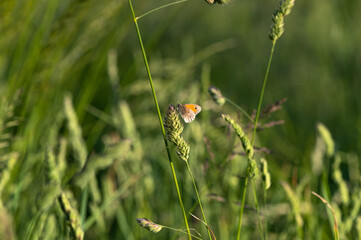 Coenonympha pamphilus - Small heath - Fadet commun - Procris