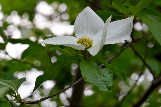 Pacific Dogwood White Blossom 06