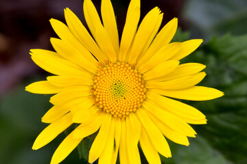 Barberton Daisy Mandala 02