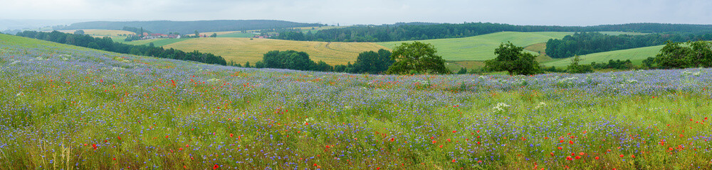 Panorama of a field with different flowers in the middle of summer