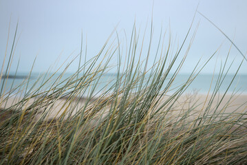 Fototapeta premium Herbes hautes dunes de la plage du littoral breton