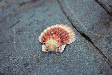 Coquilles Saint-Jacques