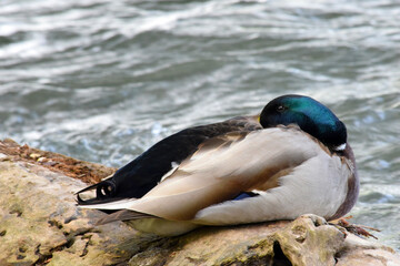 Fototapeta premium Male Mallard Snoozing Log 02