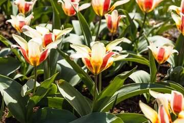 Tulipa - Intermezzo flowers grow and bloom in the botanical garden