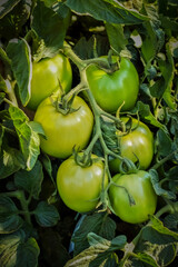 Ramas de tomate rasteiros verdes