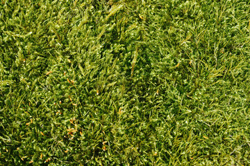 Green moss closeup texture. Forest ground macro background. Moss growing on stone. Turf texture....