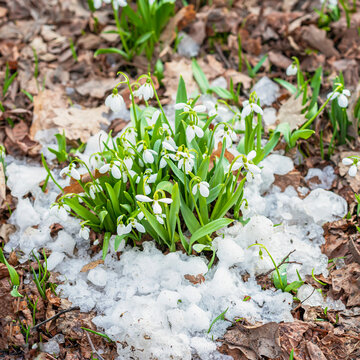 Blooming delicate wild snowdrop in snow. Concept of Spring , first spring plants, seasons, weather