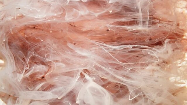 Acrylic brown and white paint in water white background, slow motion 4K. flud color