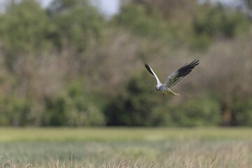 Montagu’s Harrier Circus pygargus in flight in central France