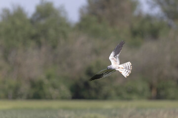 Montagu’s Harrier Circus pygargus in flight in central France