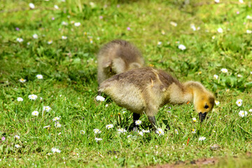 Grassy Gosling 03