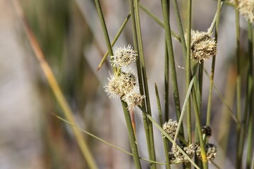 Flower of a roundhead bulrush, Scirpoides holoschoenus