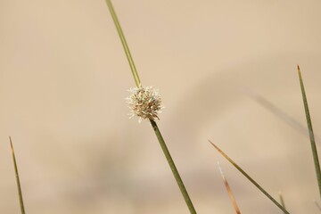 Flower of a roundhead bulrush, Scirpoides holoschoenus