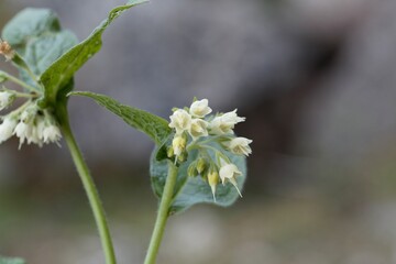 Bulbous comfrey, Symphytum bulbosum