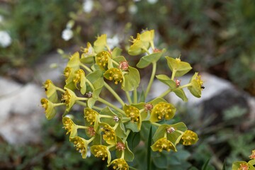 Myrtle spurge, Euphorbia myrsinites