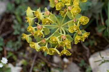 Myrtle spurge, Euphorbia myrsinites