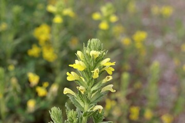 Yellow bartsia, Parentucellia viscosa