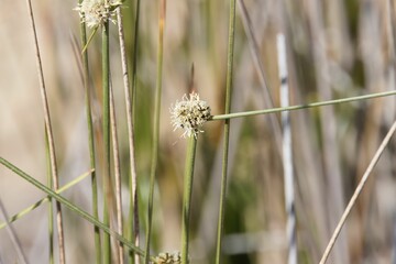 Flower of a roundhead bulrush, Scirpoides holoschoenus