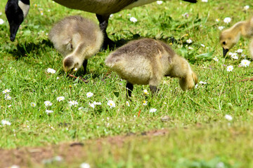 Grassy Gosling 04