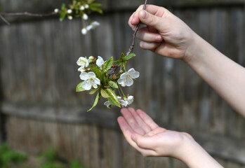 Fototapeta na wymiar The girl's hands hold a tree branch strewn with cherry blossoms.