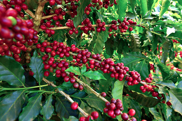 Ramas de caf&eacute; maduras.