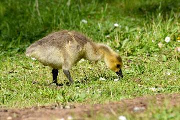 Grassy Gosling 06