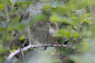Melodious warbler Hippolais polyglotta male singing on bramble in Central France